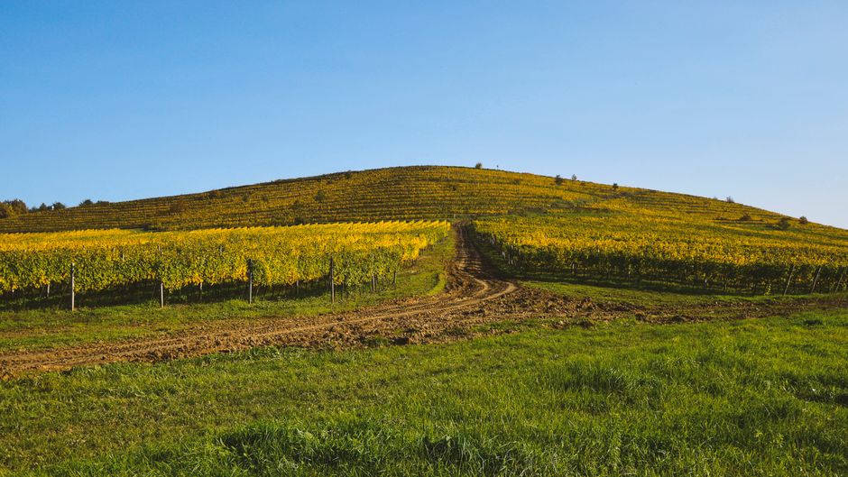 Dražovce, Nitra